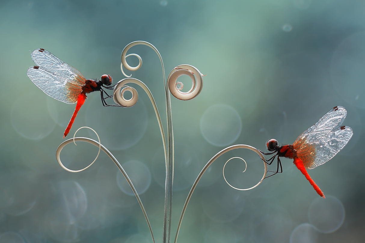 The Beauty of a Small World Poster och Canvastavla