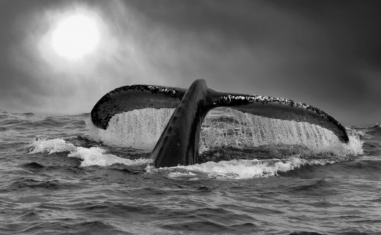 The tail Poster och Canvastavla