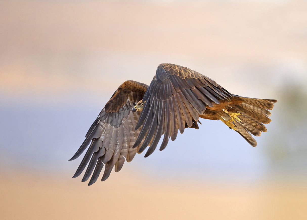 Black Kite Poster och Canvastavla