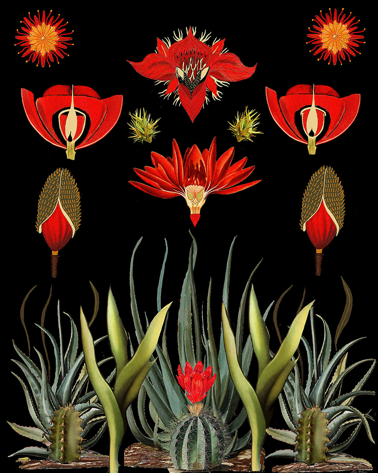 Cactus Invention.png Poster och Canvastavla