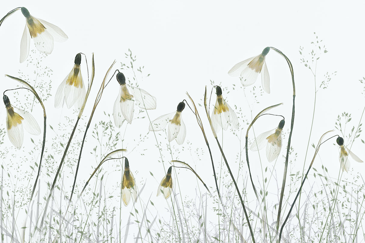 Spring! Poster och Canvastavla