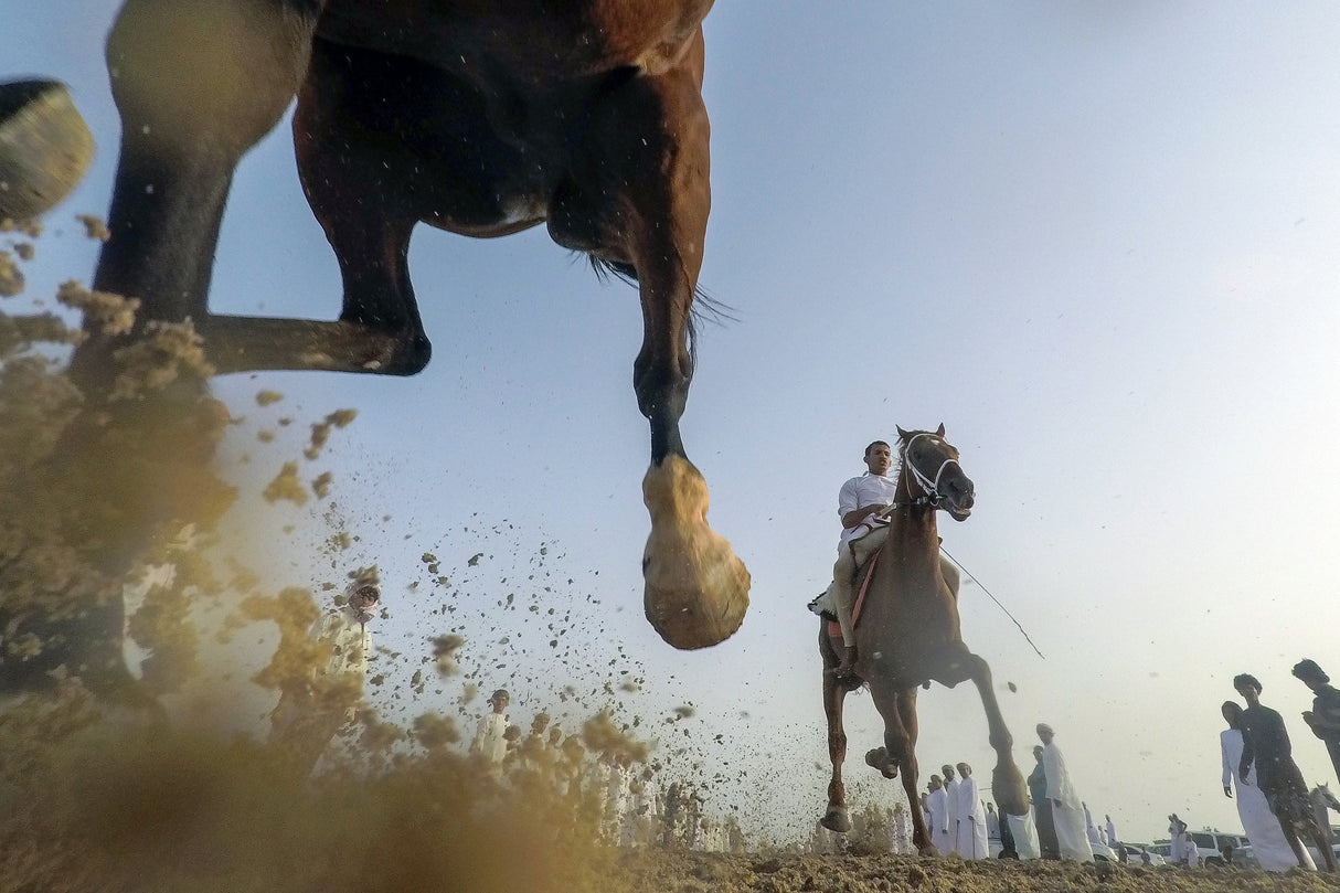 Horse Action Poster och Canvastavla