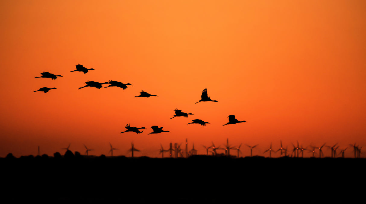Cranes and wind farm Poster och Canvastavla