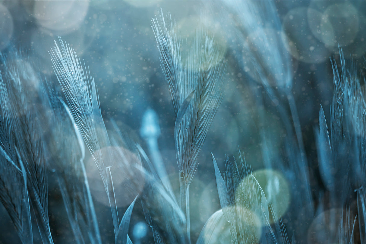Fantastic Nature Poster och Canvastavla