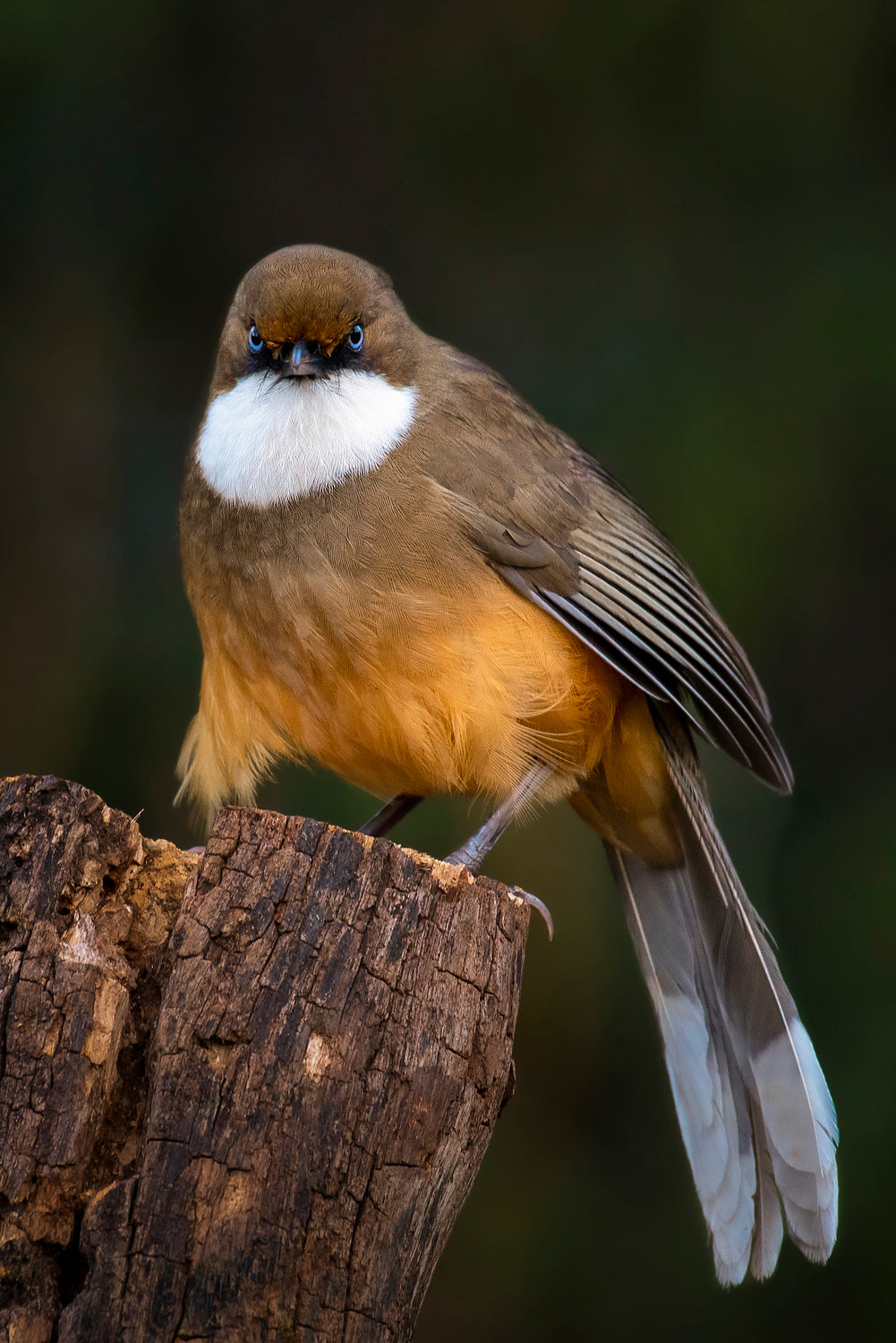 White-throated laughingthrush Poster och Canvastavla