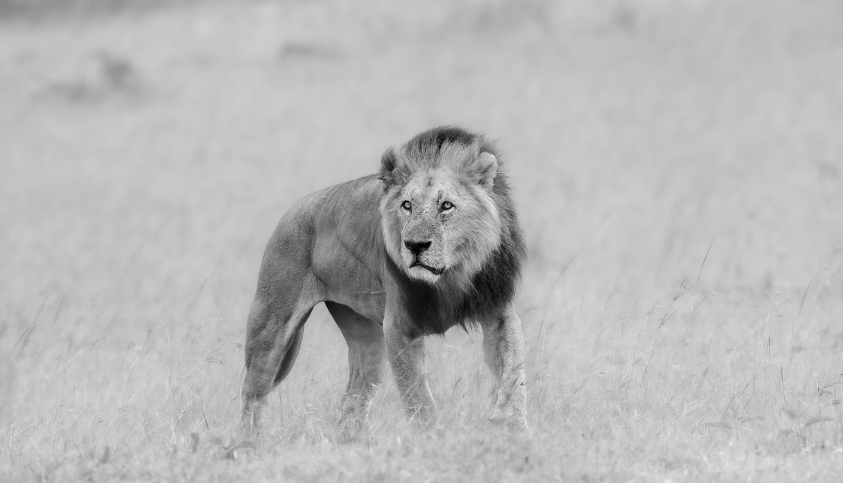 lion Poster och Canvastavla