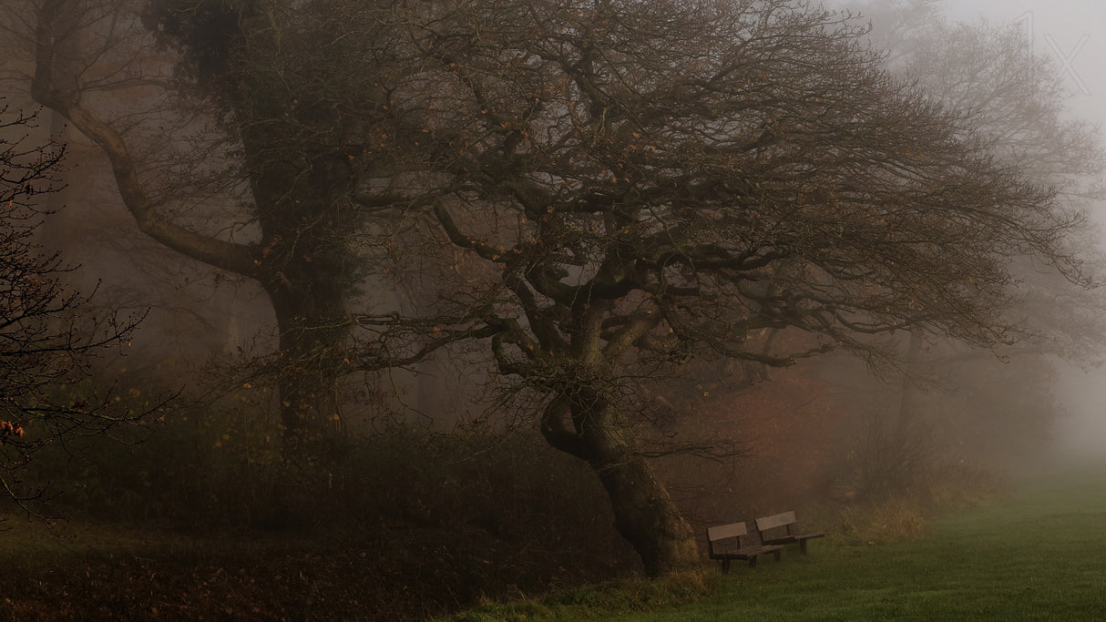 If the tree could talk Poster och Canvastavla