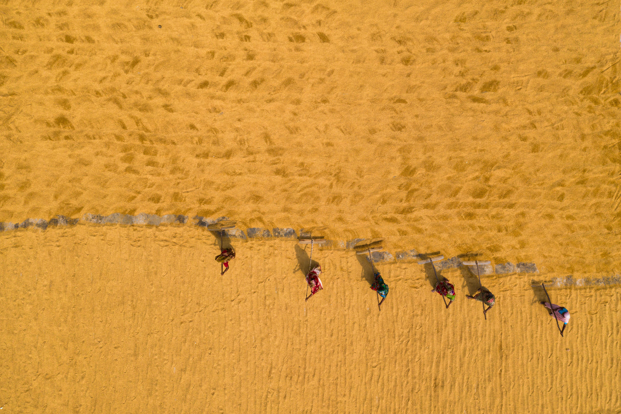Drying rice in the sun Poster och Canvastavla