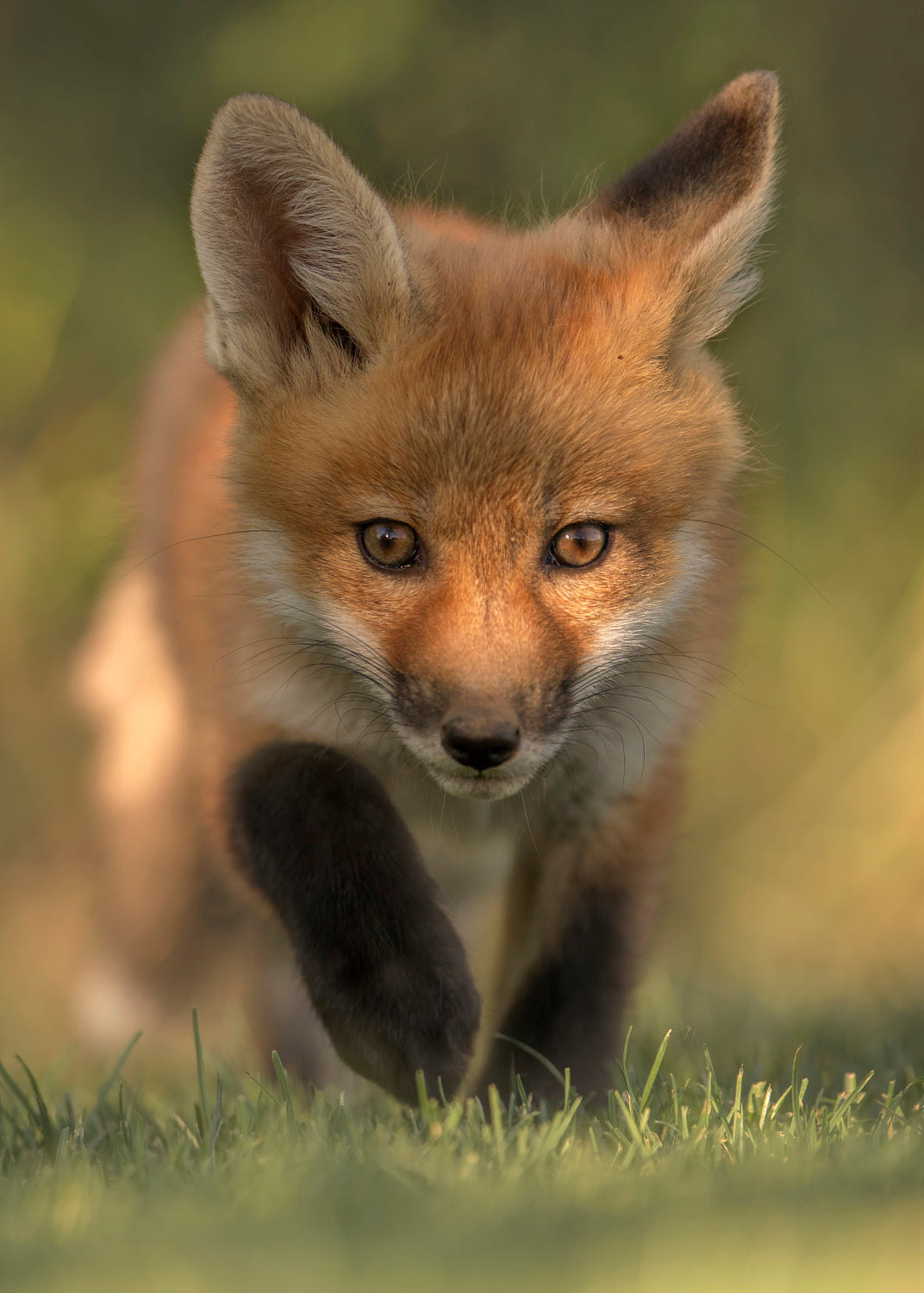 Red Fox Kit Poster och Canvastavla