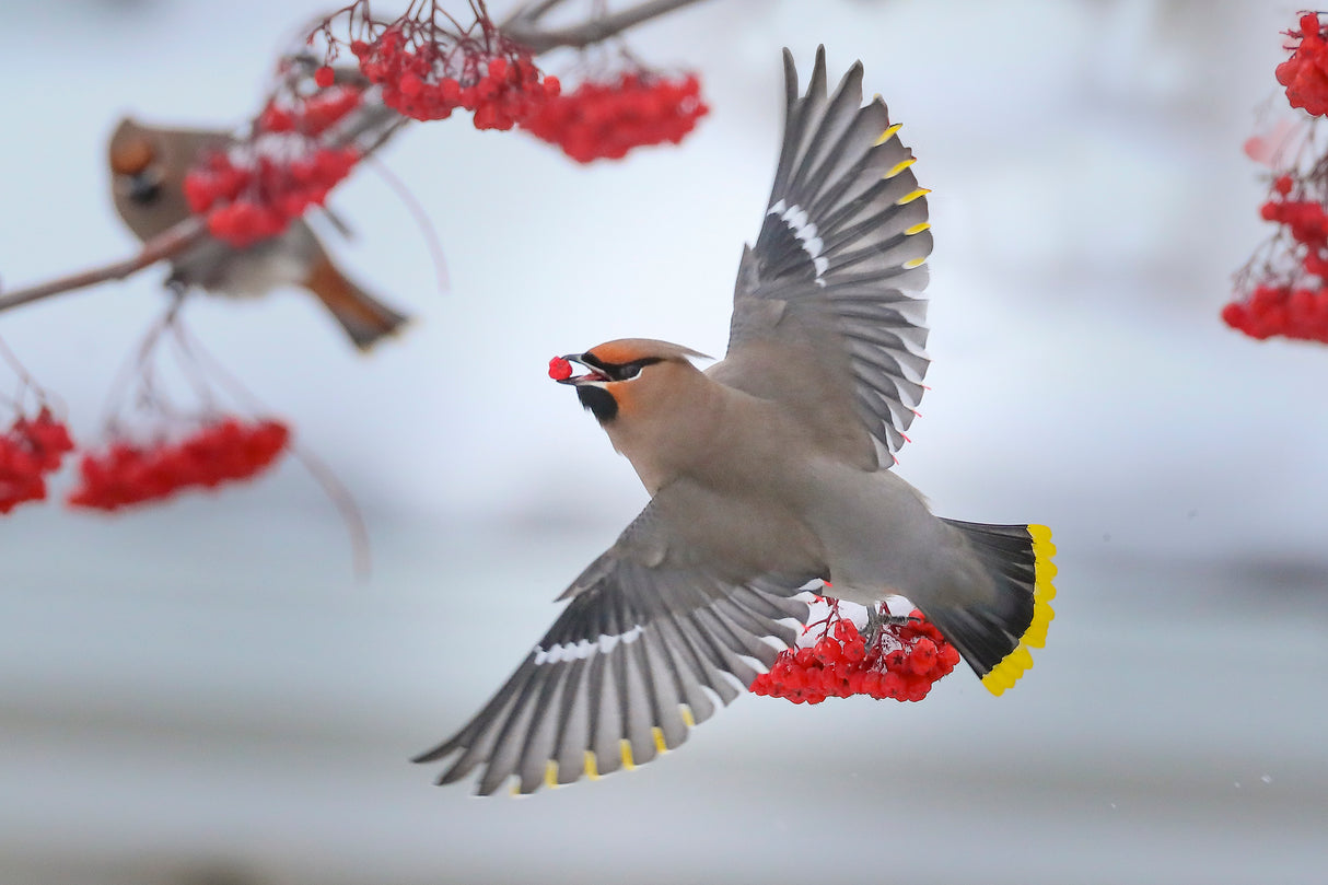 Bohemian waxwings Poster och Canvastavla