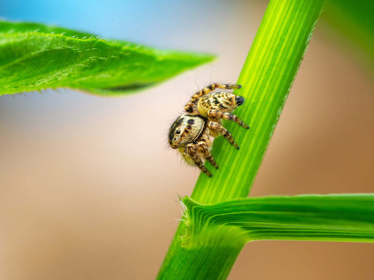 jumpingspider Poster och Canvastavla