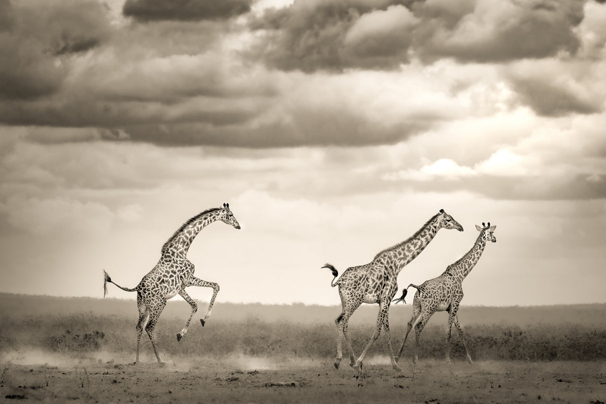 Jumping Giraffe Poster och Canvastavla