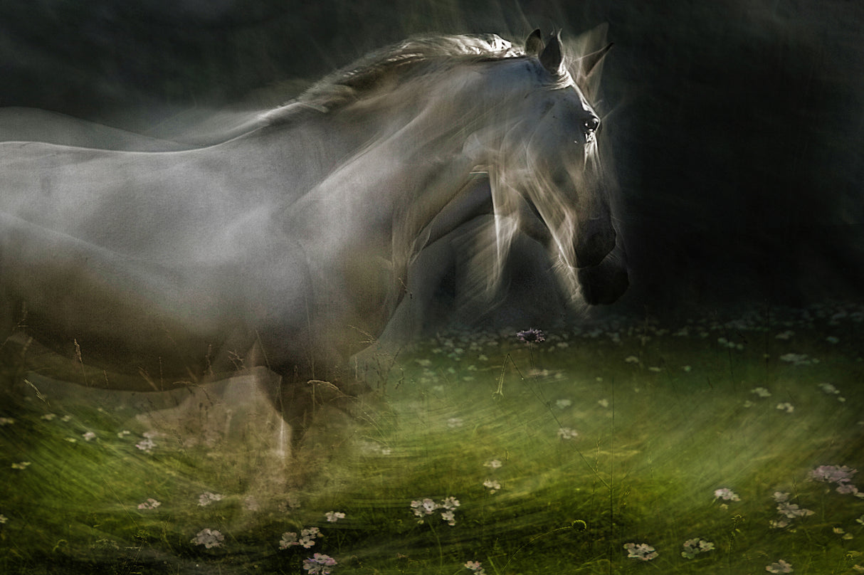 Lipizzaner Poster och Canvastavla