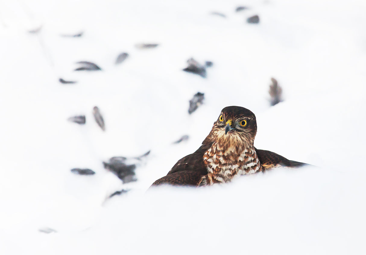 Eurasian sparrowhawk Poster och Canvastavla