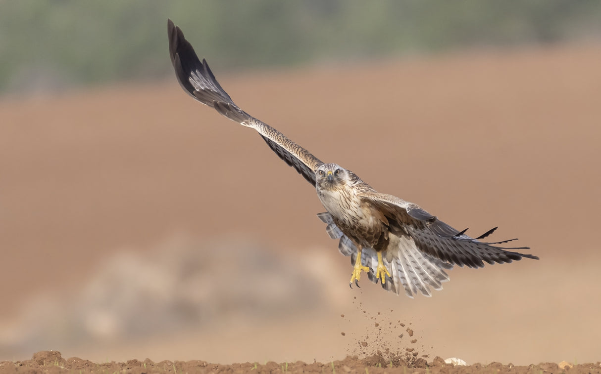 The Buzzards take off Poster och Canvastavla