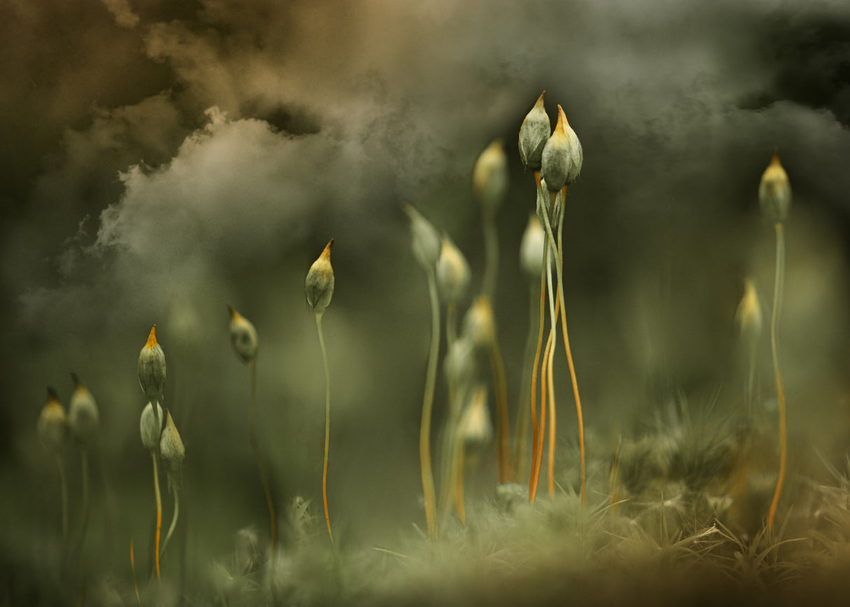 Secret world of moss Poster och Canvastavla