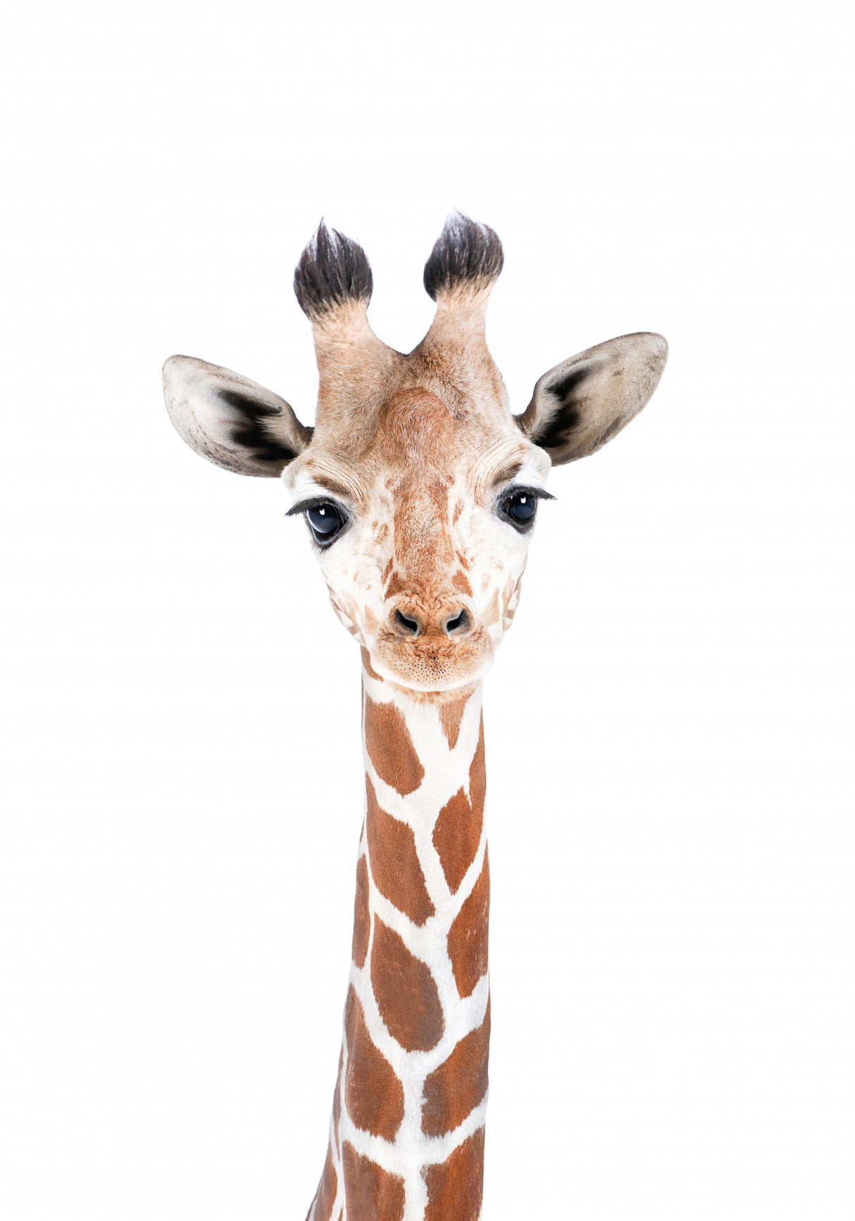 Baby Giraffe Poster och Canvastavla