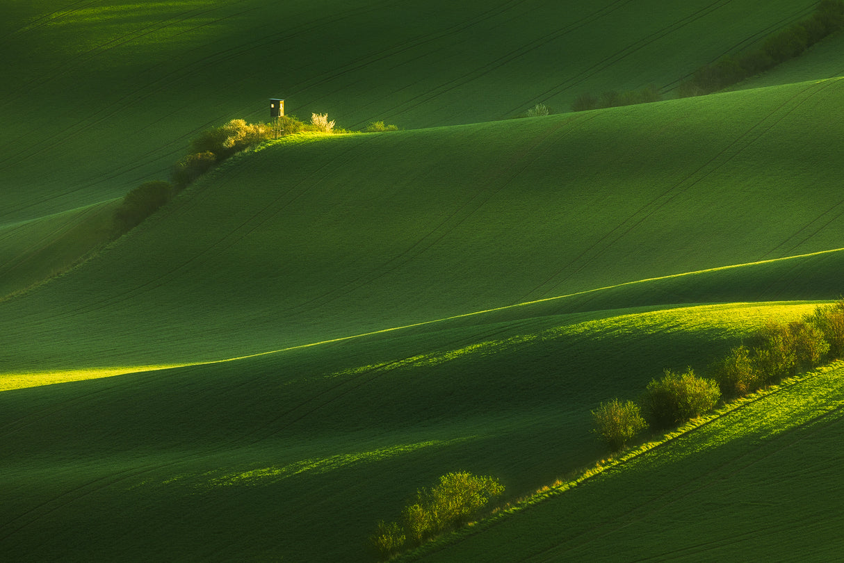 Fields of green Poster och Canvastavla