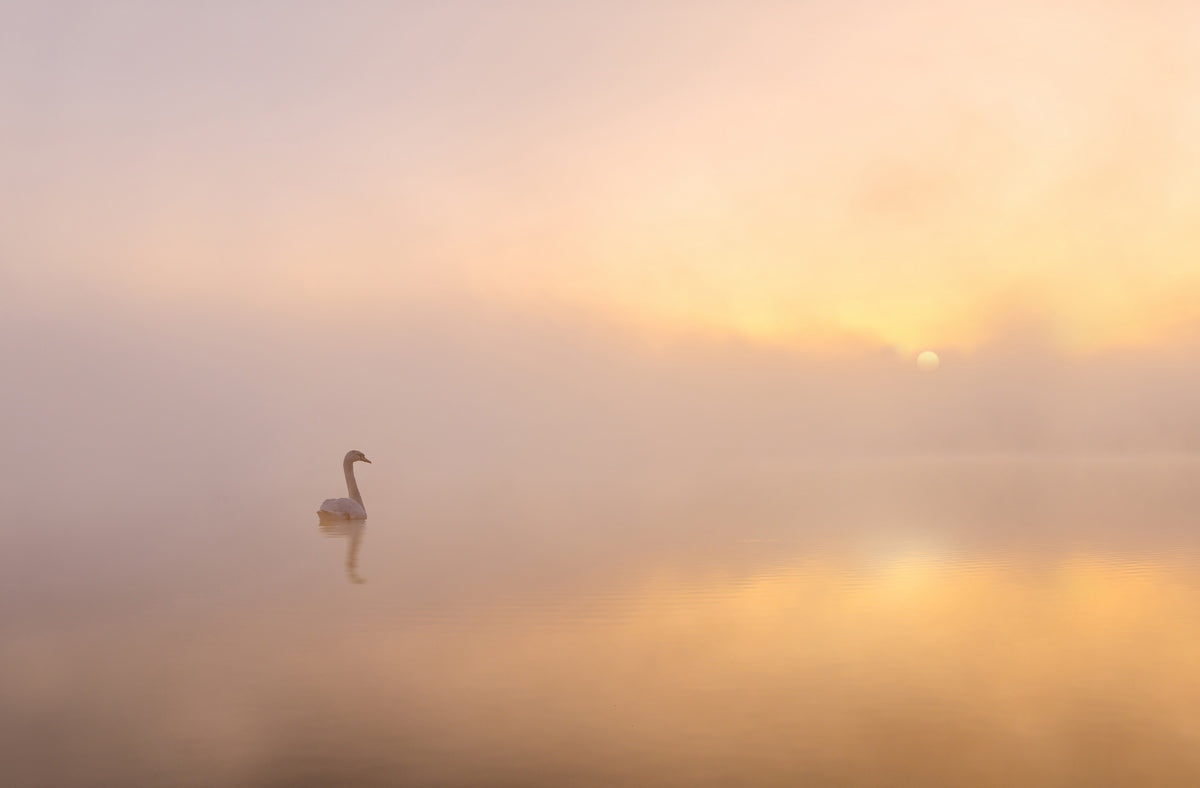 Misty morning Poster och Canvastavla