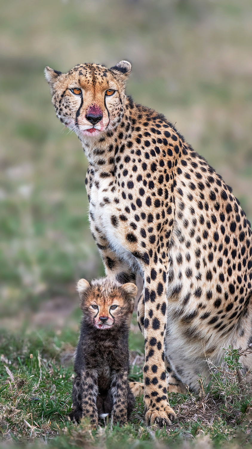 Do I look like my mom? Poster och Canvastavla