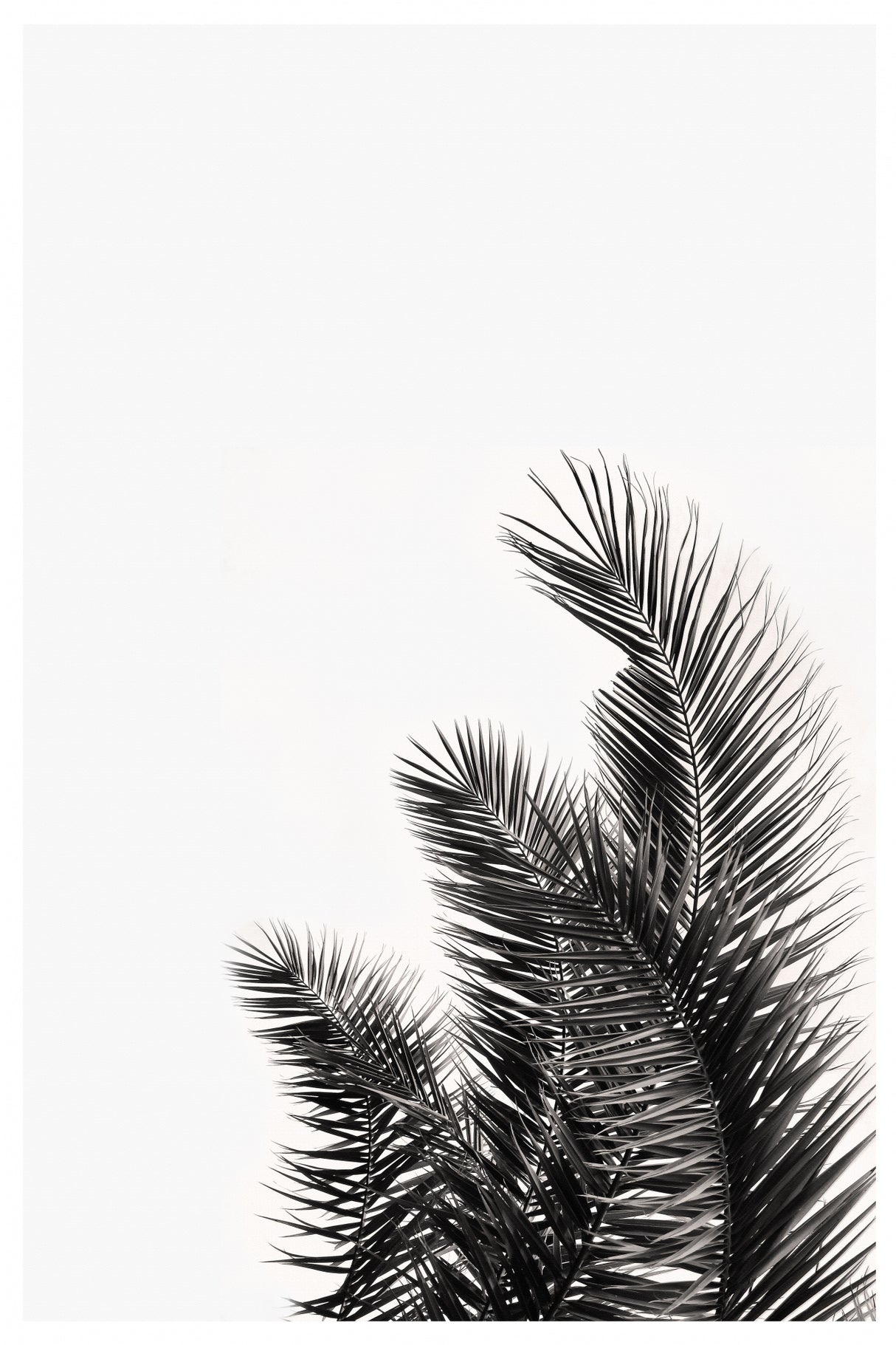 Palms Leaves Poster och Canvastavla