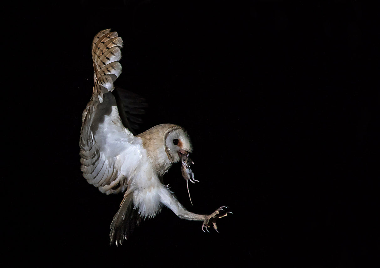 Tyto alba Poster och Canvastavla