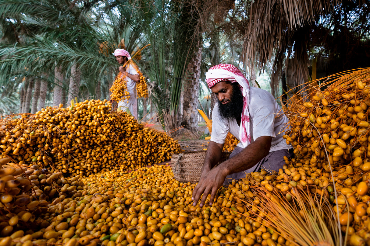 Dates Harvest Poster och Canvastavla