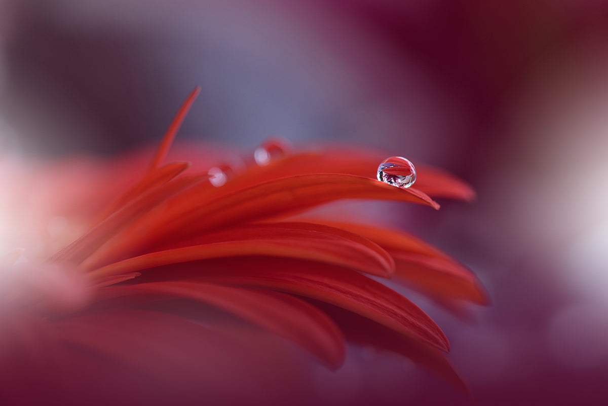 Red Passion... Poster och Canvastavla
