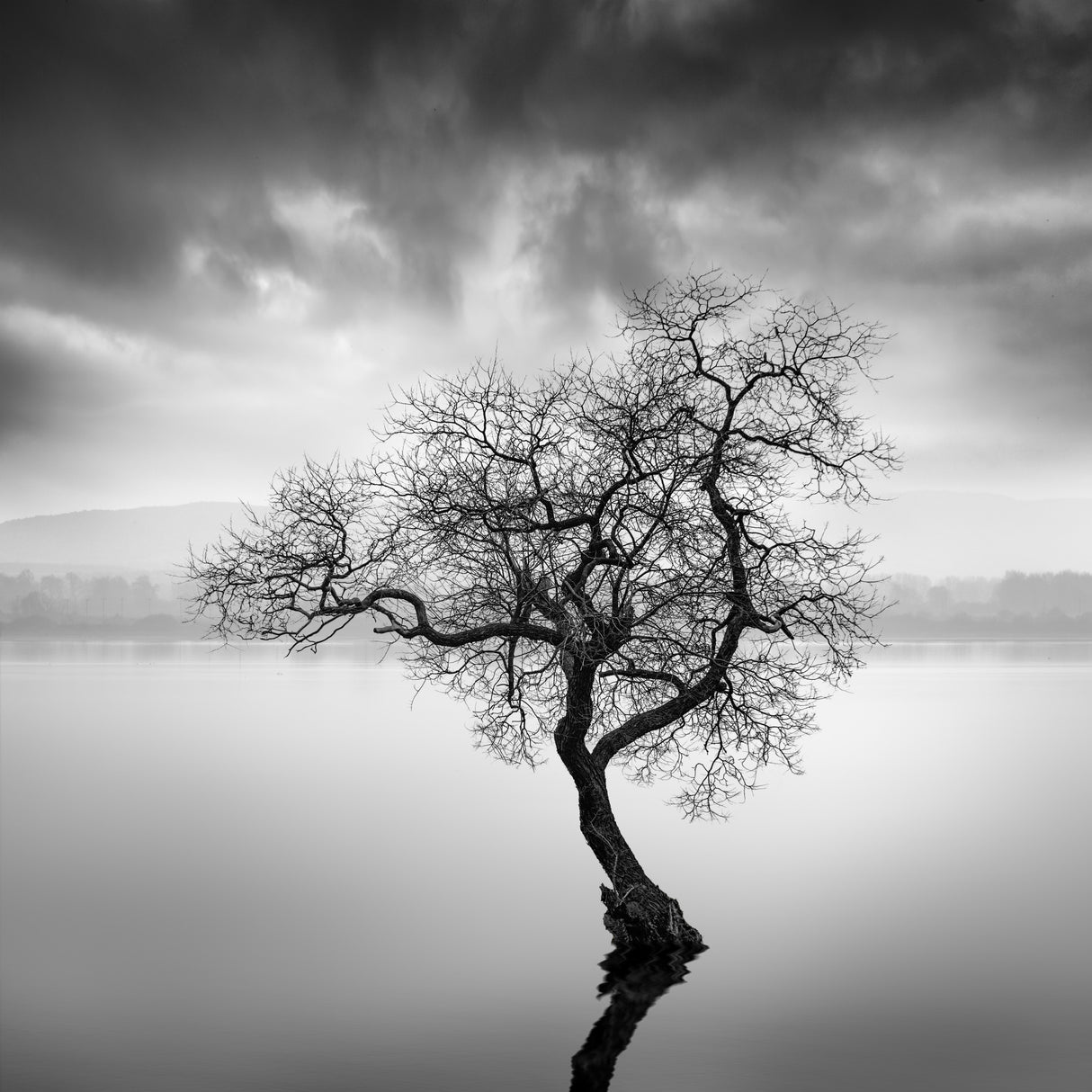 The Shape of Trees XX Poster och Canvastavla