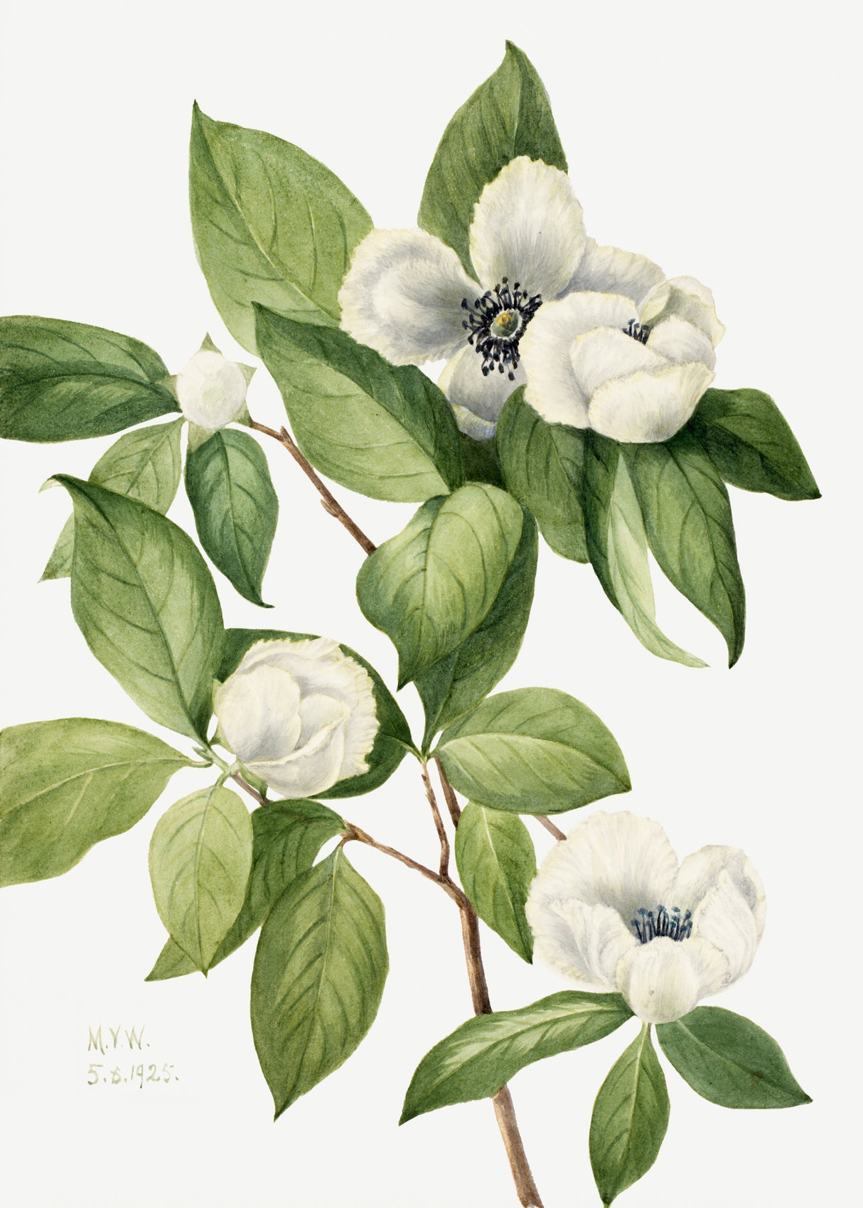 Virginia Stewartia (1925) Poster och Canvastavla