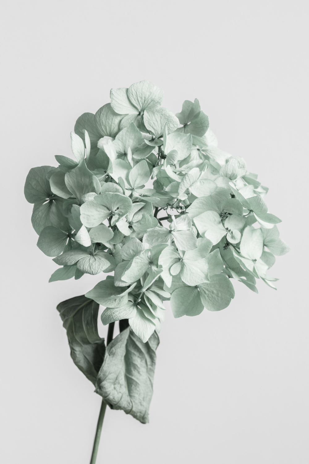 Green dried flower Poster och Canvastavla