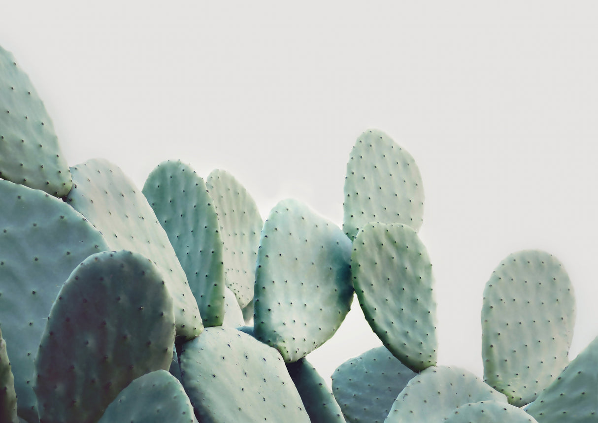 Pastel Cactus Poster och Canvastavla