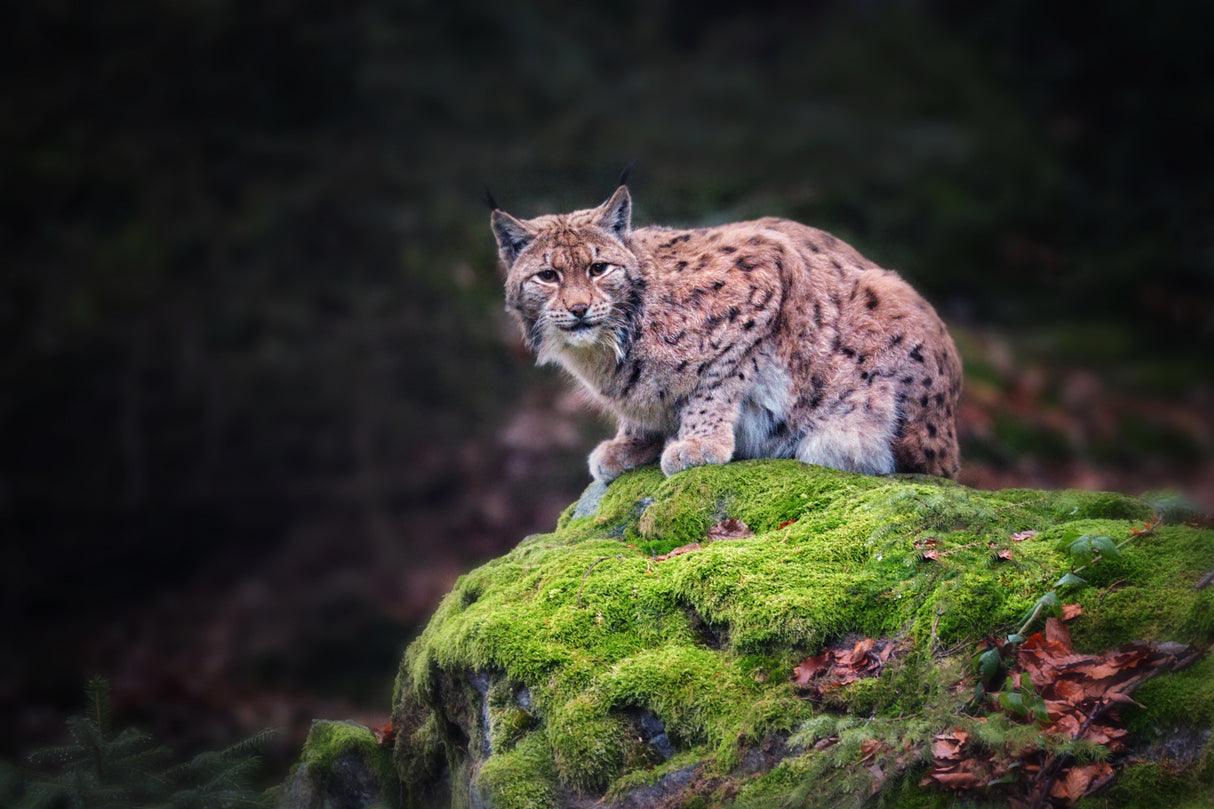 Lynx Poster och Canvastavla
