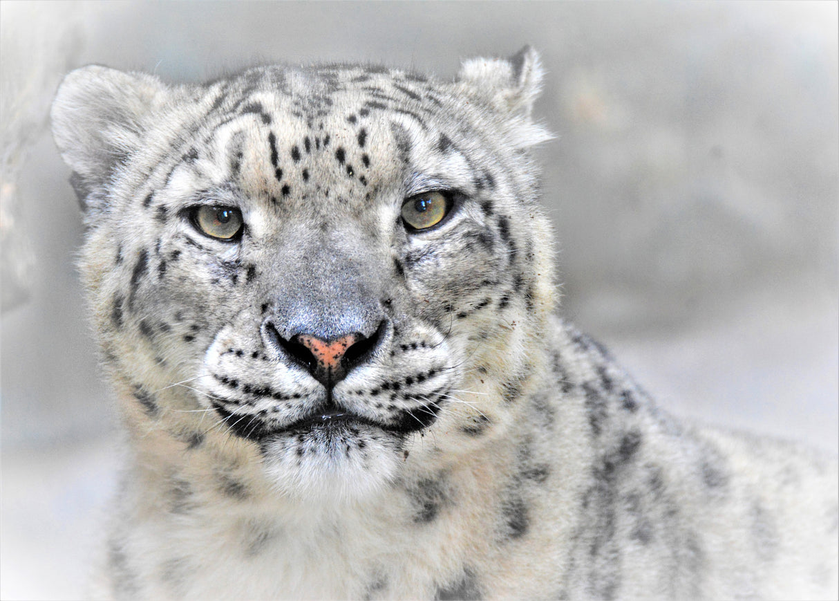 Snow leopard Poster och Canvastavla