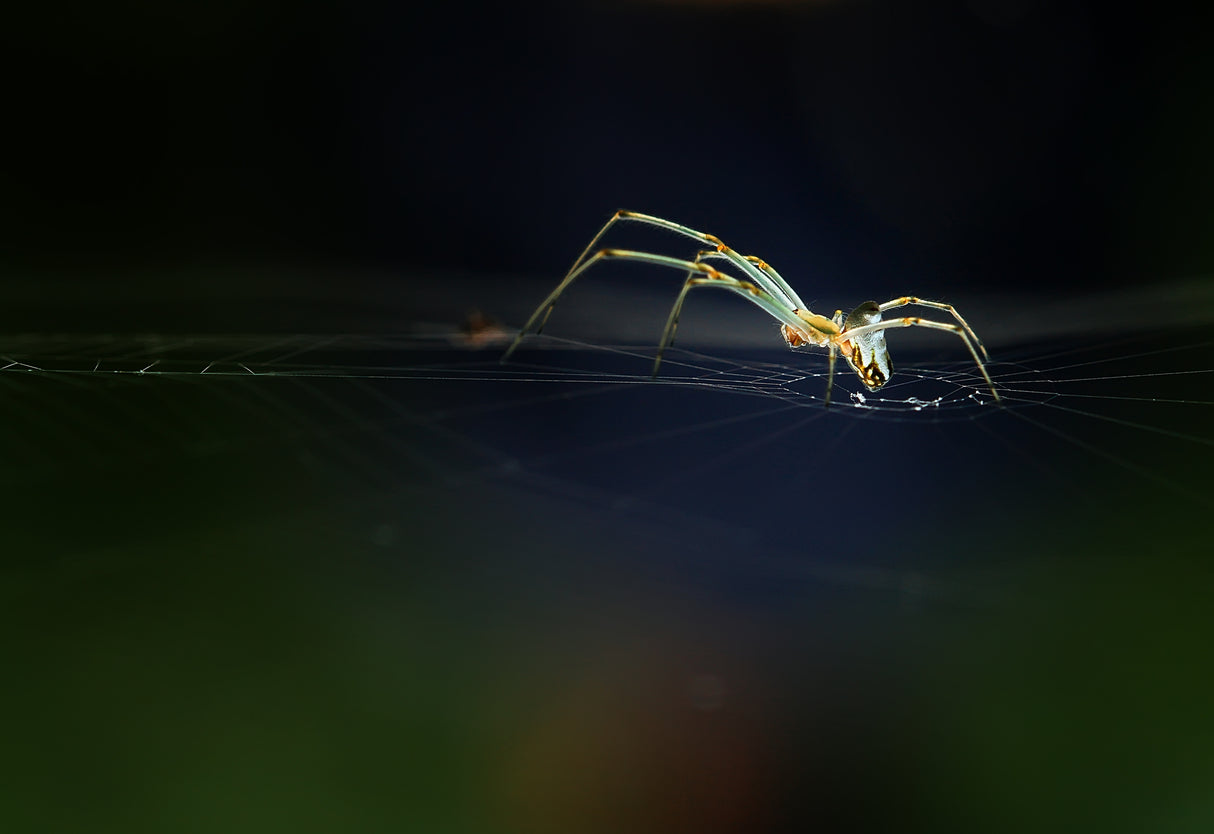 The Little Spider Poster och Canvastavla