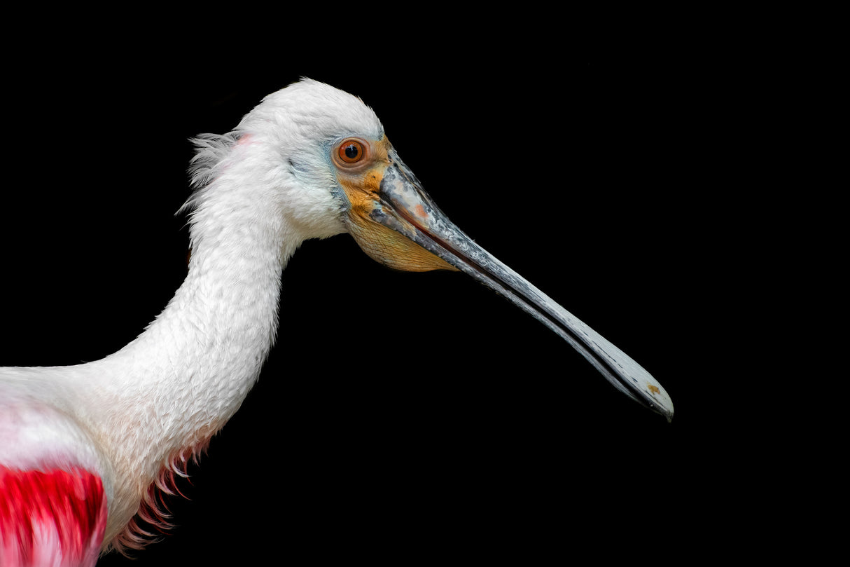 African Spoonbill - Platalea Alba Poster och Canvastavla
