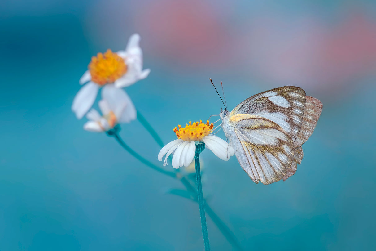Butterfly Poster och Canvastavla
