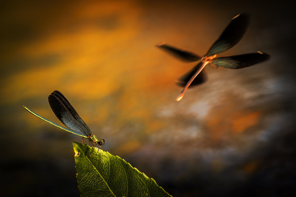 dragonfly Poster och Canvastavla