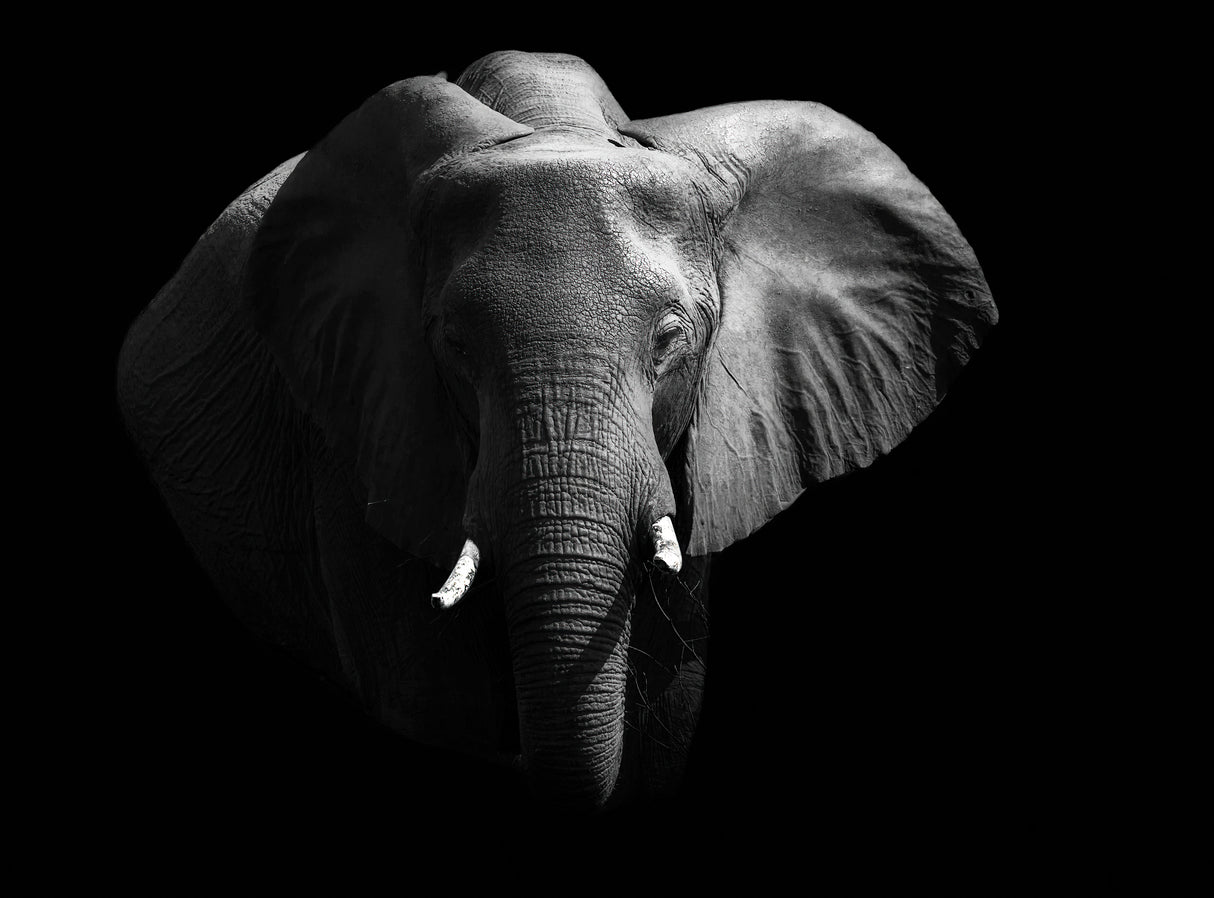Elephant. Poster och Canvastavla
