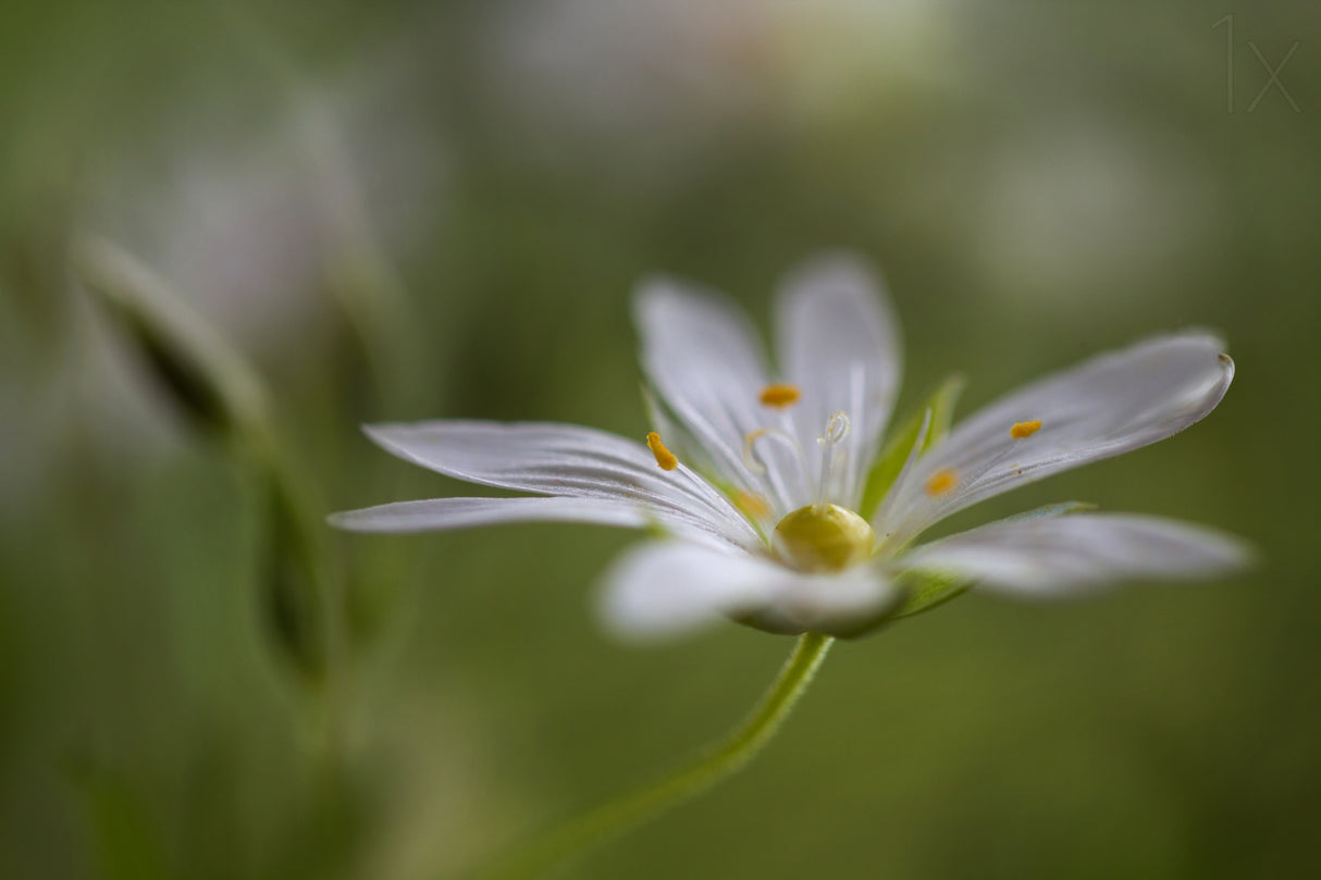 Stitchwort Poster och Canvastavla