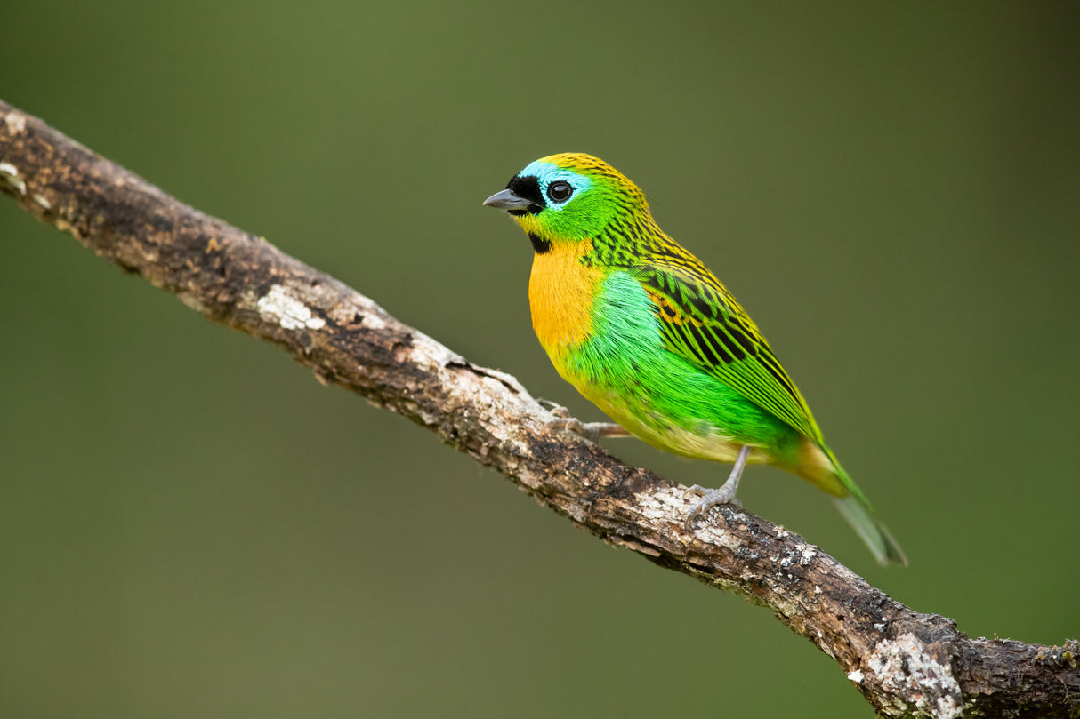 Brassy-breasted tanager Poster och Canvastavla
