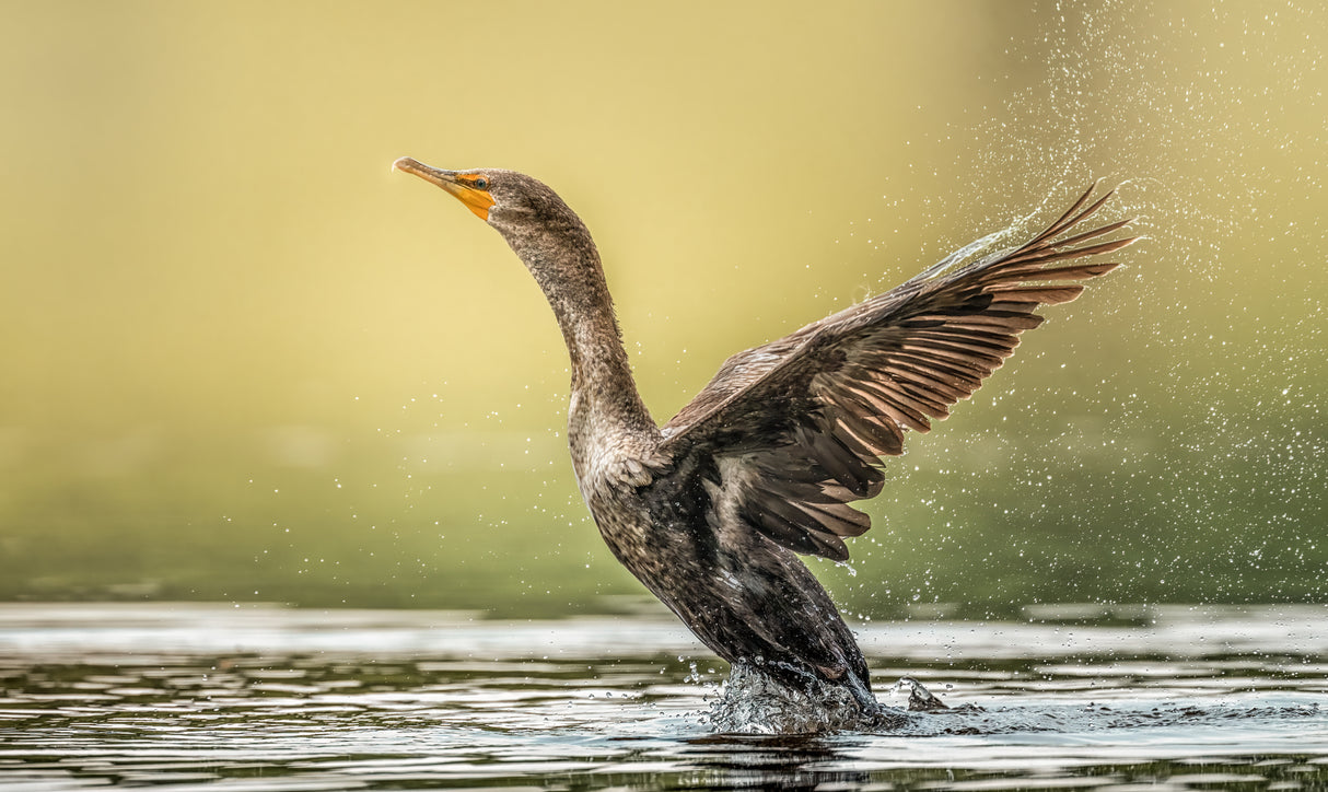 Lift Off! Poster och Canvastavla