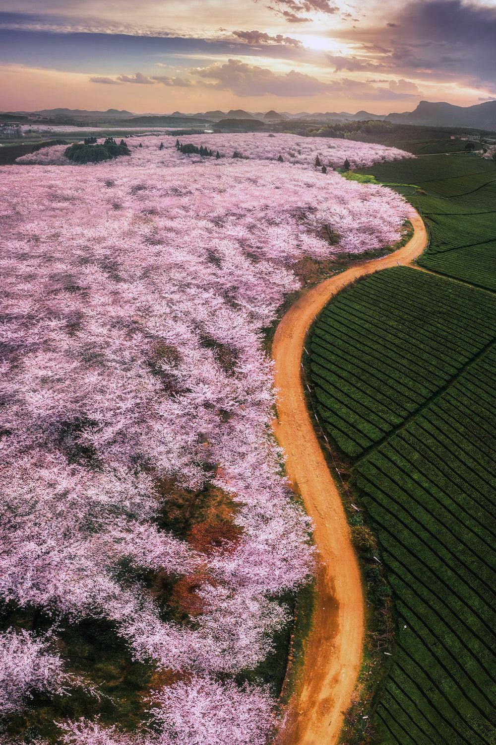 Cherry blossoms Poster och Canvastavla