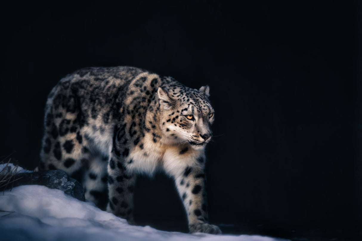 Snow Leopard Poster och Canvastavla