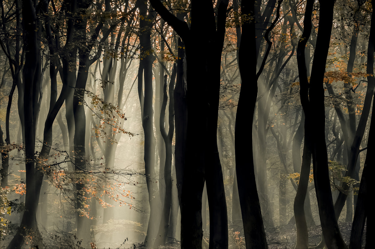 Speulderbos Poster och Canvastavla