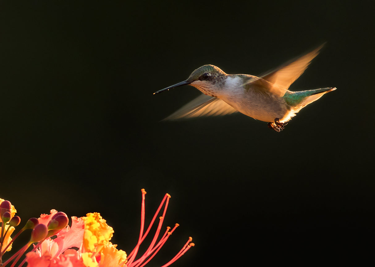 Hummingbird Poster och Canvastavla