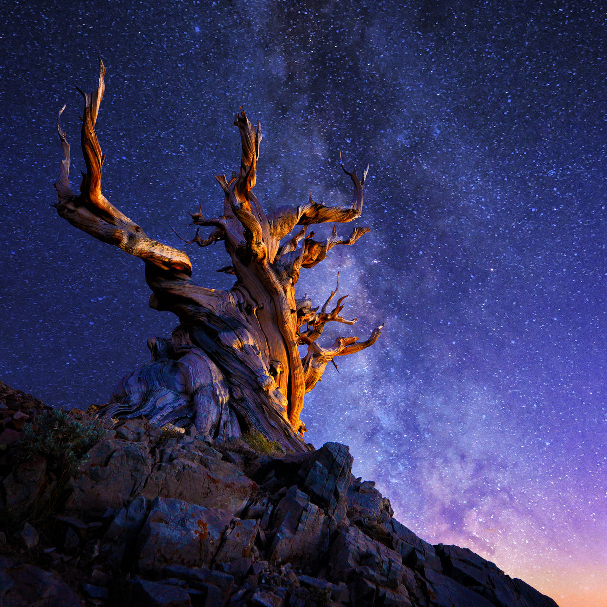 THE ANCIENT TREE Poster och Canvastavla