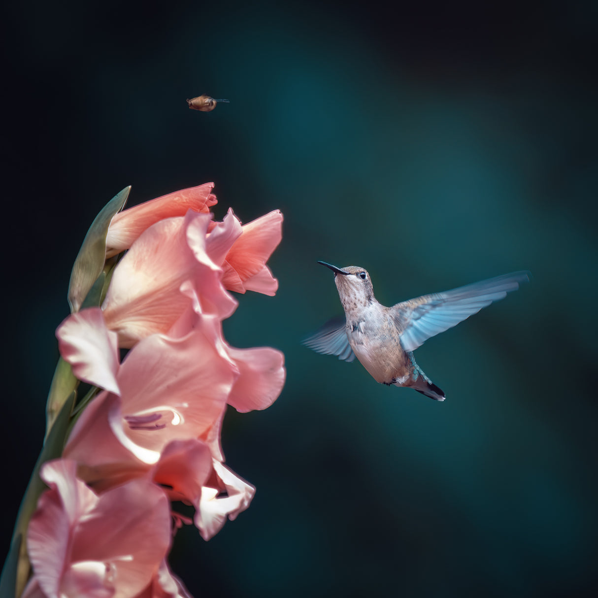 Hummingbird drove bees away from nectar Poster och Canvastavla