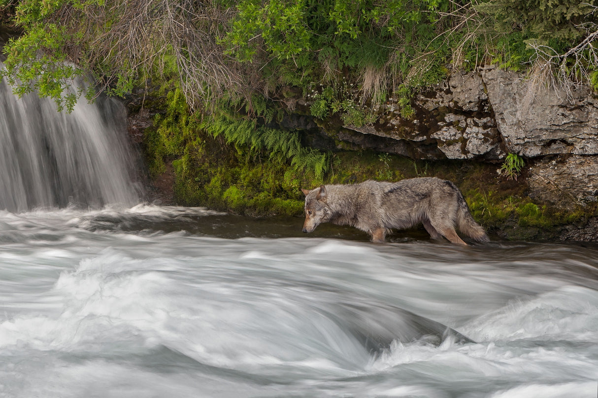Salmon Fishing Wolf Poster och Canvastavla