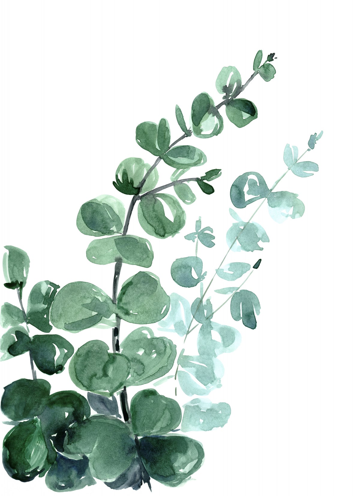 Watercolor eucalyptus bouquet Poster och Canvastavla